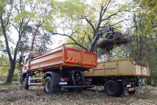 Forest Debris Removal - Forest Debris Removal Durham, North Carolina