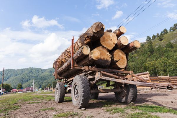 Wood Log Disposal