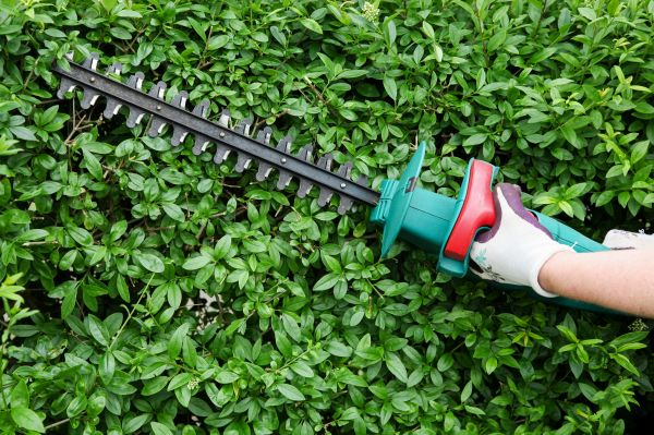 Evergreen Hedge Trimming
