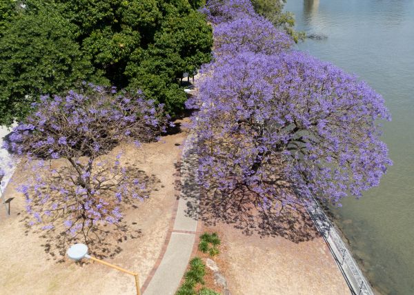 Jacaranda Tree Care