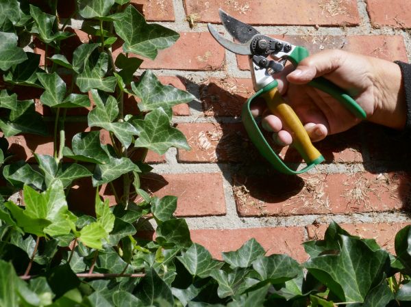 English Ivy Control