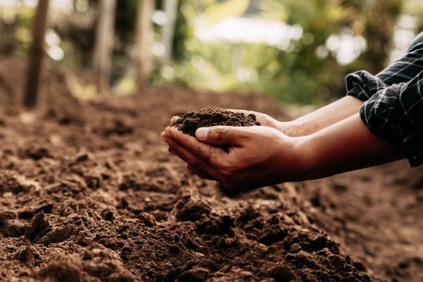 Grass Fertilization