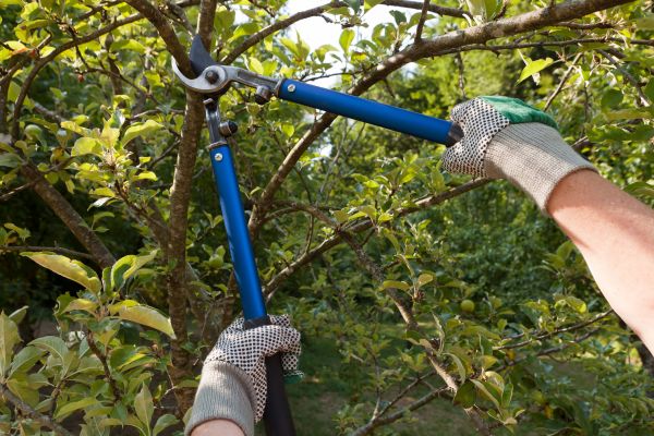 Residential Tree Pruning - Residential Tree Pruning Tomball, Texas