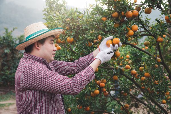 Apple Tree Pruning