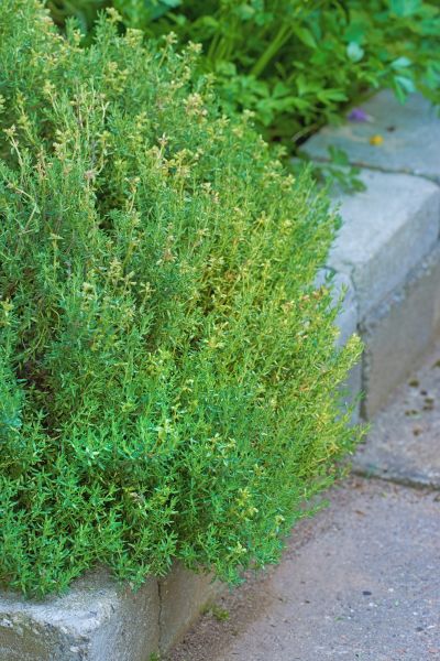 Backyard Garden Curbing - Backyard Garden Curbing Asheville, North Carolina