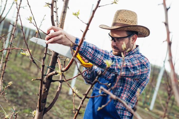 Orchard Tree Pruning - Orchard Tree Pruning Sevierville, Tennessee