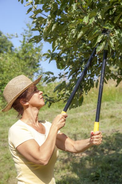 Apple Tree Care