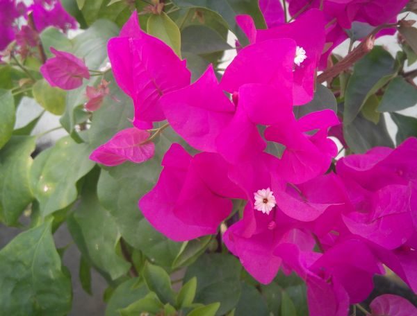 Bougainvillea Gardening - Bougainvillea Gardening Suwanee, Georgia