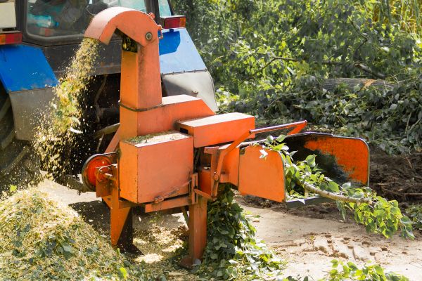 Apple Tree Pruning