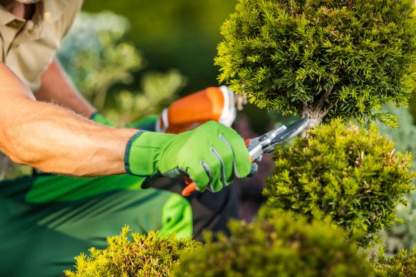 Landscape Pruning Service - Landscape Pruning Service Maricopa County, Arizona