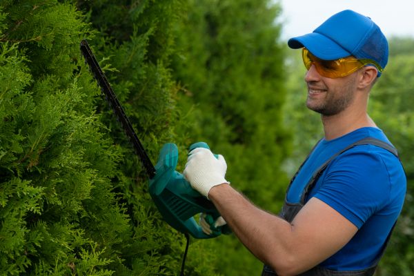 Tree Shaping Service - Tree Shaping Service Lees Summit, Missouri