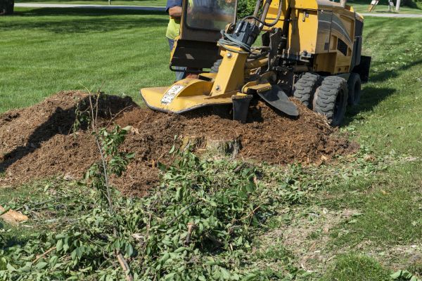 Bush Stump Grinding - Bush Stump Grinding Sun Prairie, Wisconsin