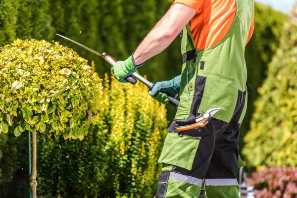 Azalea Pruning