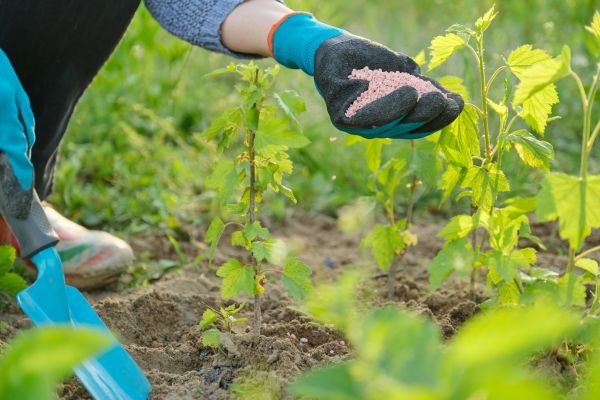 Garden Fertilizing Service - Garden Fertilizing Service Arroyo Grande, California
