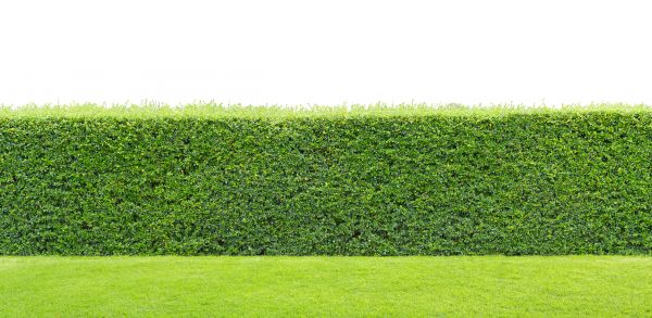 Arborvitae Planting