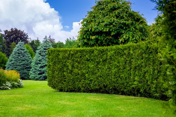 Hedge Landscaping - Hedge Landscaping Boise, Idaho