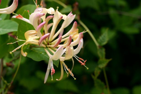 Honeysuckle Clearance