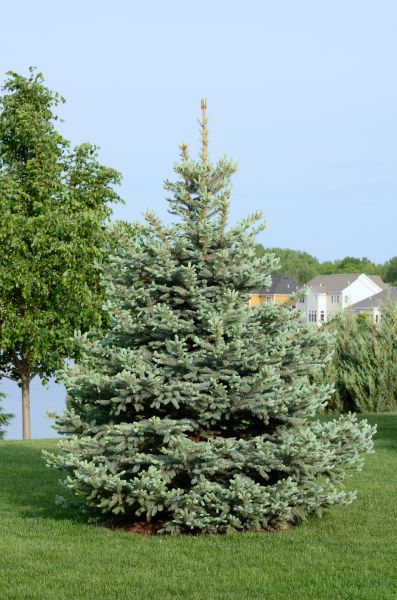 Pine Tree Planting