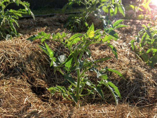 Apartment Mulching