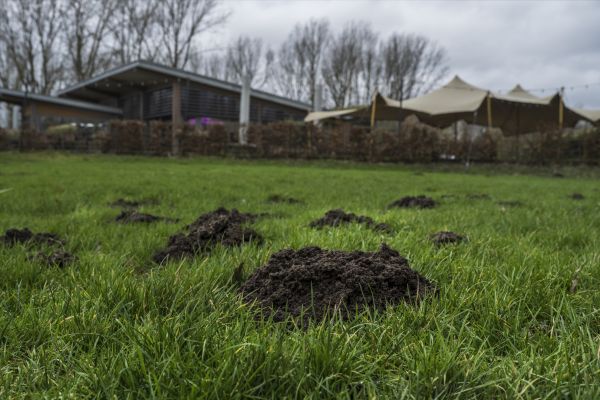 Damaged Grass Repair