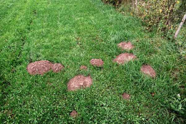 Mole Damage Remediation