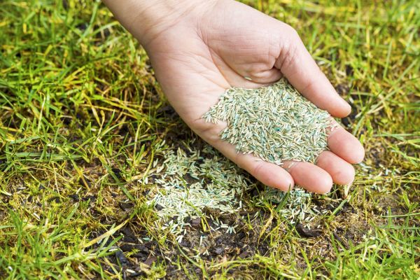 Grass Growth Service