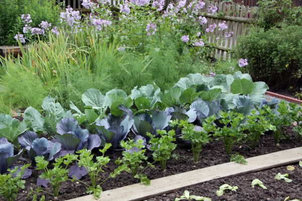 Garden Bed Design