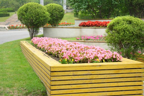 Arborvitae Planting