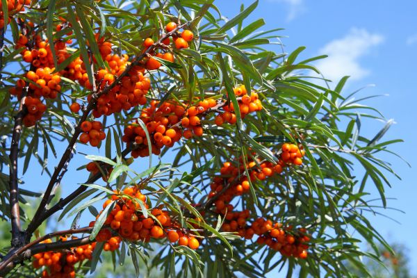 Buckthorn Control