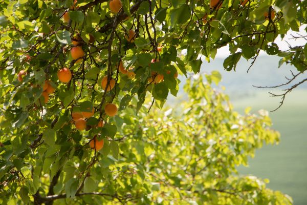 Apple Tree Pruning