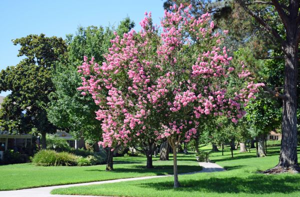 Crepe Myrtle Moving - Crepe Myrtle Moving Virginia Beach, Virginia