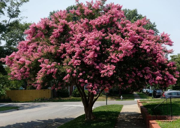 Crepe Myrtle Transplantation - Crepe Myrtle Transplantation Atlanta, Georgia