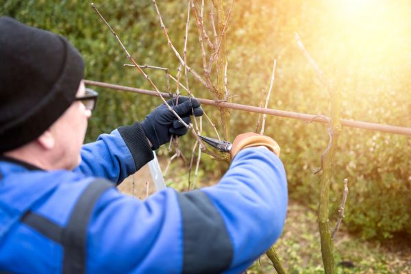 English Ivy Control