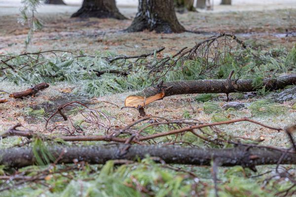 Pine Branch Removal