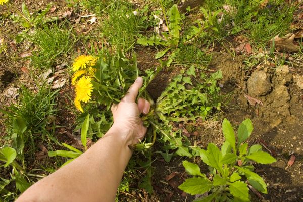 Garden Weed Clearance - Garden Weed Clearance Horsham, Pennsylvania