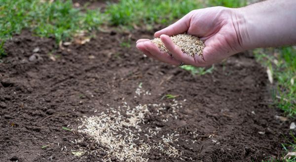 Residential Lawn Seeding - Residential Lawn Seeding Salt Lake County, Utah