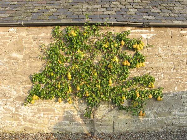 Apple Tree Removal