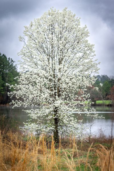 Bradford Pear Removal