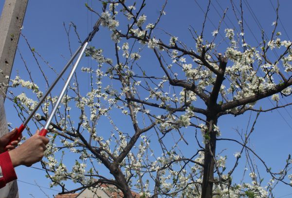 Bradford Pear Tree Cutting - Bradford Pear Tree Cutting Ventura, California