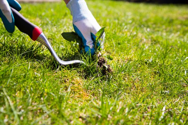 Lawn Weed Eradication - Lawn Weed Eradication Suwanee, Georgia