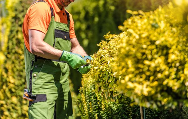 Azalea Pruning
