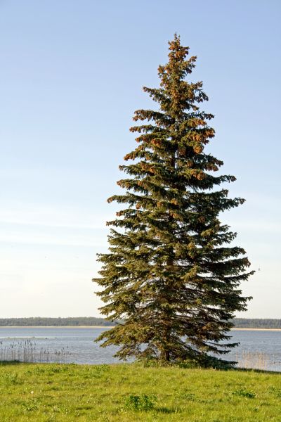 Spruce Tree Pruning - Spruce Tree Pruning Englewood, Colorado