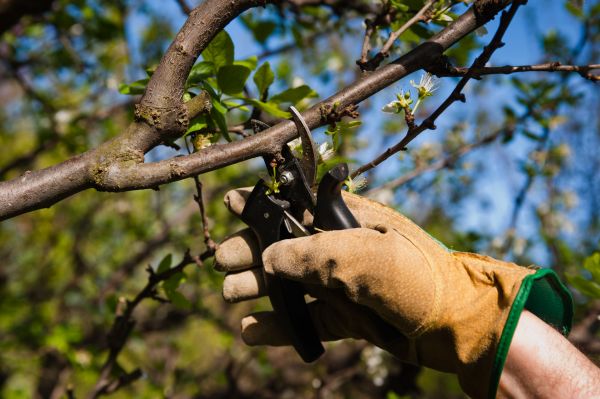Excessive Growth Pruning - Excessive Growth Pruning San Clemente, California