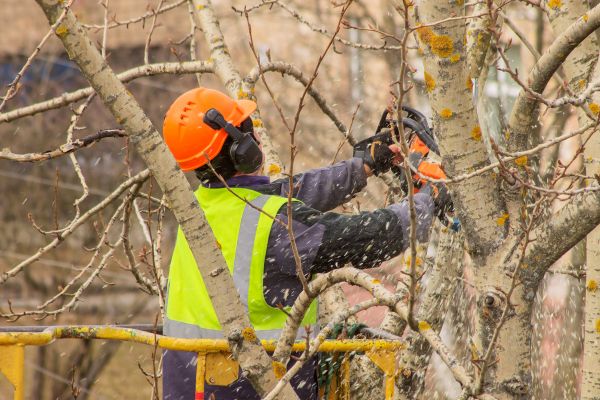Poplar Tree Pruning - Poplar Tree Pruning Overland Park, Kansas