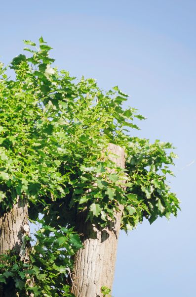 Poplar Tree Trimming - Poplar Tree Trimming Littleton, Colorado