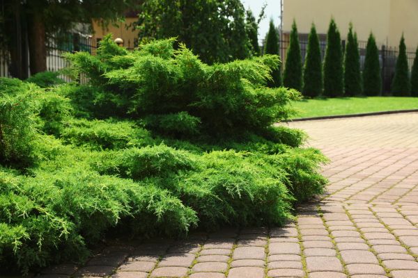 Juniper Shrub Removal - Juniper Shrub Removal Warwick, New York