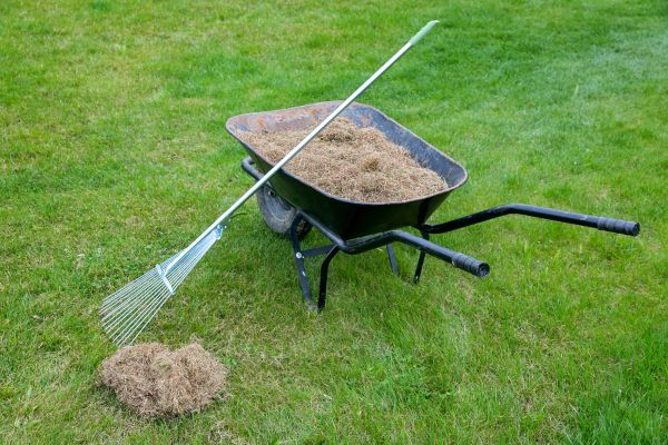 Dethatching Service