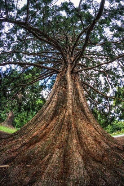 Cedar Tree Pruning - Cedar Tree Pruning Andover, Massachusetts