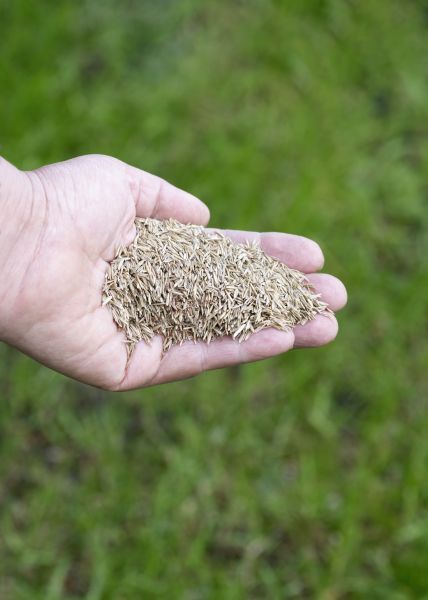 Backyard Overseeding