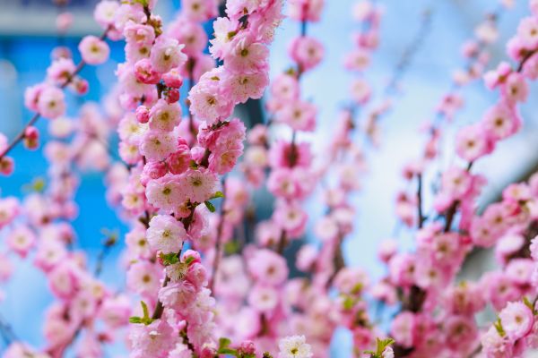 Cherry Blossom Planting